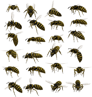 Variety_of_ Wasp_ Poses PNG
