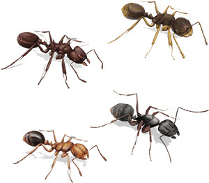 Carpenter Ant, HD Png Download PNG image with transparent background
