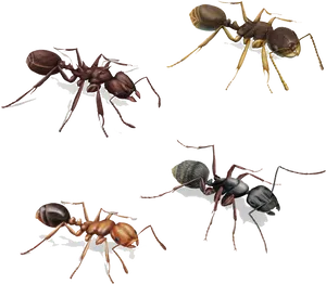 Varietyof Ants Illustration PNG Image