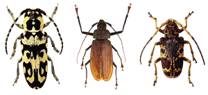 Varietyof Beetles Display PNG Image