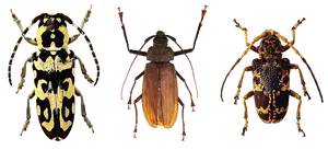 Varietyof Beetles Showcase PNG Image