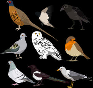 Variety_of_ Birds_ Illustration PNG image with transparent background