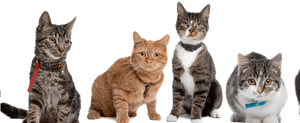 Cute Cat Png High-quality Image, Transparent Png PNG image with transparent background