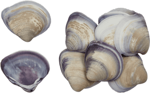 Baby Purple Clam - Shell, HD Png Download PNG image with transparent background