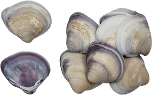 Varietyof Clam Shells PNG Image