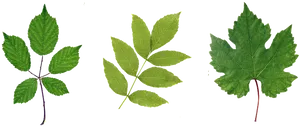 Varietyof Green Leaves PNG Image