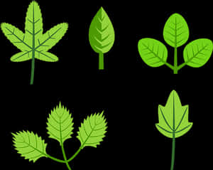 Varietyof Green Leaves Illustration PNG image with transparent background