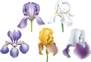 Set Of Flowers Png And Soloveika - Algerian Iris, Transparent Png PNG with transparent background