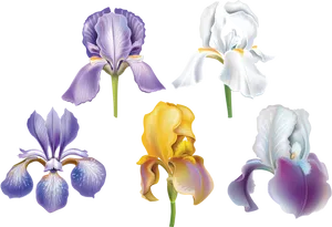 Varietyof Irises Illustration PNG Image