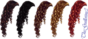 Varietyof Long Curly Hair Colors PNG Image