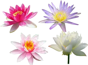 Varietyof Lotus Flowers PNG Image