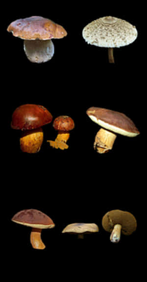 Varietyof Mushroomson Black Background.jpg PNG with transparent background