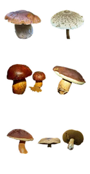 Varietyof Mushroomson Black Background.jpg PNG Image