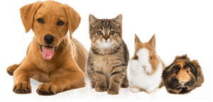 Pets Dog And Cat And Rabbit- - Transparent Images Of Pets, HD Png Download PNG image with transparent background
