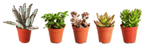 Transparent Succulents Png - Flowerpot, Png Download PNG image with transparent background
