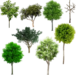 Varietyof Trees Collection PNG Image