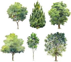 Varietyof Trees Watercolor Illustrations PNG Image