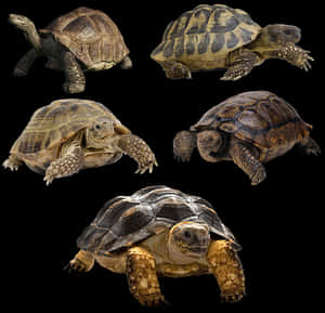 Varietyof Turtles Black Background PNG image with transparent background