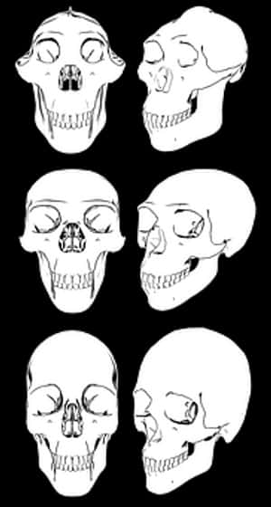 Various Skull Views Illustration PNG image with transparent background