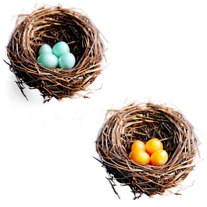 Vector Bird Nest Png 38 PNG Image