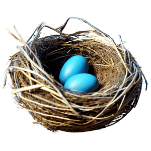 Vector Bird Nest PNG 62 PNG