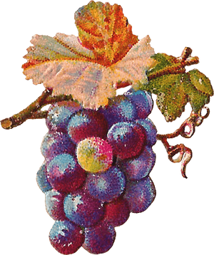 Vector Freeuse Antique Images Digital Grapes Download - Grape Art Png, Transparent Png PNG image with transparent background