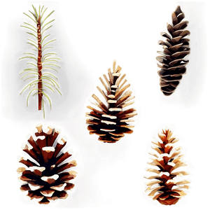 Vector Pine Cone PNG hma PNG