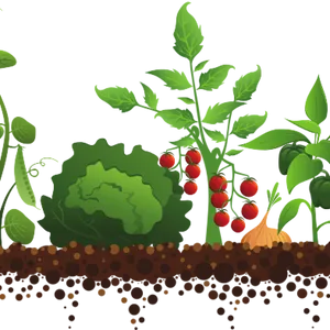 Vegetable Garden Illustration PNG Image