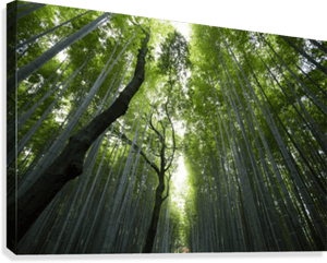 Bamboo Forest Canvas Print - Chicago Walls Green Birch Tree Forest Nature Wall Decal PNG with transparent background