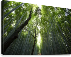 Verdant Bamboo Forest Canopy PNG Image