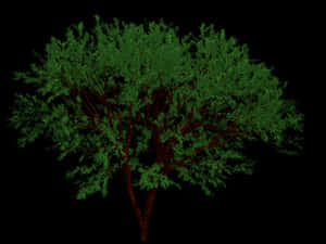 Verdant_ Tree_ Black_ Background PNG image with transparent background