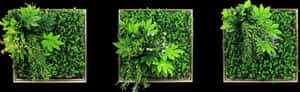 Green Wall Hanging Png, Transparent Png PNG with transparent background