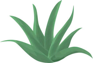 Vibrant Aloe Vera Illustration PNG Image