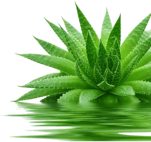 Vibrant Aloe Vera Plant Reflection PNG Image