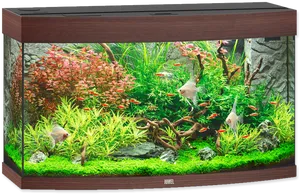 Vibrant Aquarium Setup PNG Image