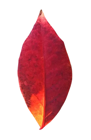 Vibrant Autumn Leaf PNG Image