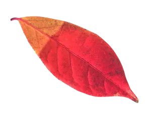 Vibrant Autumn Leaf PNG Image