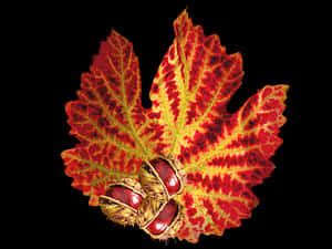 Vibrant Autumn Leafand Seeds PNG image with transparent background