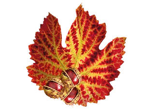 Vibrant Autumn Leafand Seeds PNG Image