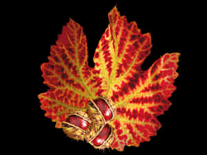Vibrant Autumn Leafwith Seeds.jpg PNG image with transparent background