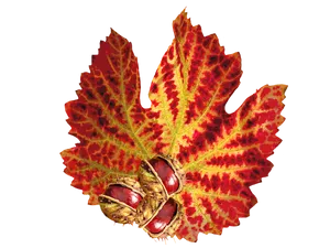 Vibrant Autumn Leafwith Seeds.jpg PNG Image