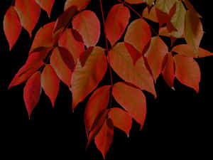 Vibrant Autumn Leaves Black Background.jpg PNG image with transparent background