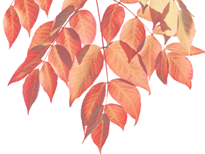 Vibrant Autumn Leaves Black Background.jpg PNG Image