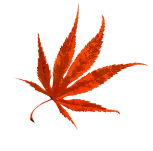 Vibrant Autumn Maple Leaf PNG Image