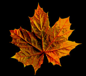 Vibrant Autumn Maple Leaf PNG image with transparent background