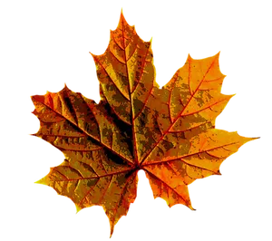 Vibrant Autumn Maple Leaf PNG Image