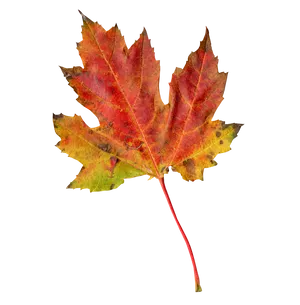 Vibrant Autumn Maple Leaf PNG Image