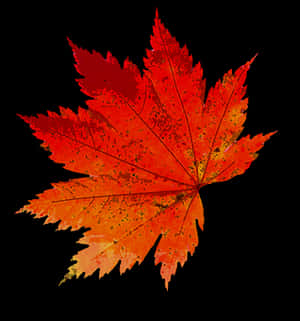 Vibrant Autumn Maple Leaf PNG image with transparent background