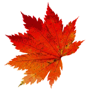 Vibrant Autumn Maple Leaf PNG Image