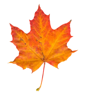 Vibrant Autumn Maple Leaf PNG Image